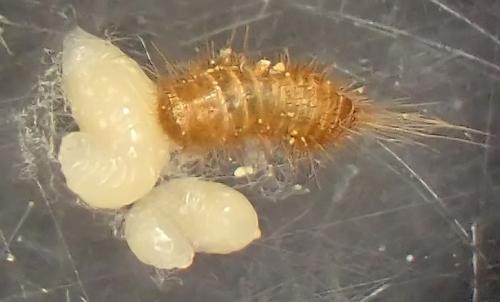 Laelius sp.
